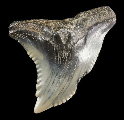 Bargain, Hemipristis Shark Tooth Fossil - Virginia #52062